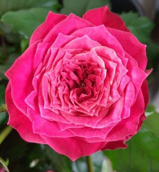 Троянда чайно-гібридна ''Меджик Вувузела'' ROSE 'MAGIC VUVUZELA' висота 80-150 см Вишневий 415 фото