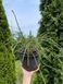 Туя &laquo;Віпкорд&raquo; (Thuja occidentalis &lsquo;Whipcord&rsquo;) Темно-зелений 984 фото 5