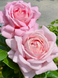 Роза чайно-гибридная 'Сирейда' ROSE 'SIREYDA' высота 80-150 см Нежно-розовый 1034 фото 4