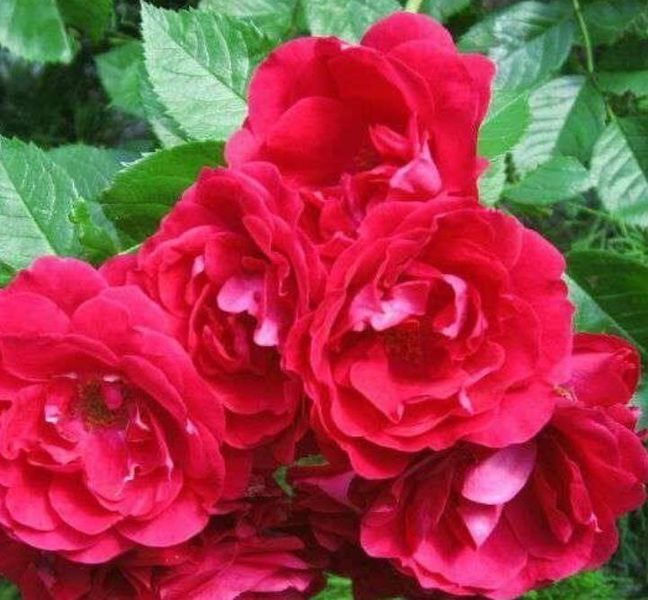 Троянда ''Фламентанц'' ROSE 'FLAMMENTANZ' на штамбі висота 140-160 см Яскраво-червоний 315 фото