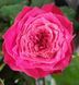 Троянда чайно-гібридна ''Меджик Вувузела'' ROSE 'MAGIC VUVUZELA' висота 80-150 см Вишневий 415 фото 2