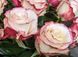 Роза чайно-гибридная 'Сирейда' ROSE 'SIREYDA' высота 80-150 см Нежно-розовый 1034 фото 1
