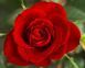 Троянда чайно-гібридна ''Самурай'' ROSE 'SAMOURAI' висота 80-150 см Червоний 365 фото 3