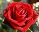 Троянда чайно-гібридна ''Самурай'' ROSE 'SAMOURAI' висота 80-150 см Червоний 365 фото 1