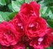 Троянда ''Фламентанц'' ROSE 'FLAMMENTANZ' на штамбі висота 140-160 см Яскраво-червоний 315 фото 2
