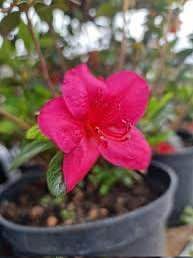 Азалія японська вічнозелена "Торнелла" AZALEA JAPONICA 'TORNELLA' глечик 1,5 л Рожевий 872 фото
