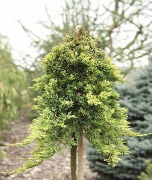 Ялівець на штамбі 'Голден Карпет' JUNIPERUS "GOLDEN CARPET" висота 110 см Жовтий 536 фото