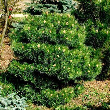 Саджанці Сосни чорна Хорнібрукіана'' Pinus Hornibrookiana' на штамбі висота 60 см, Темно-зелений 722 фото