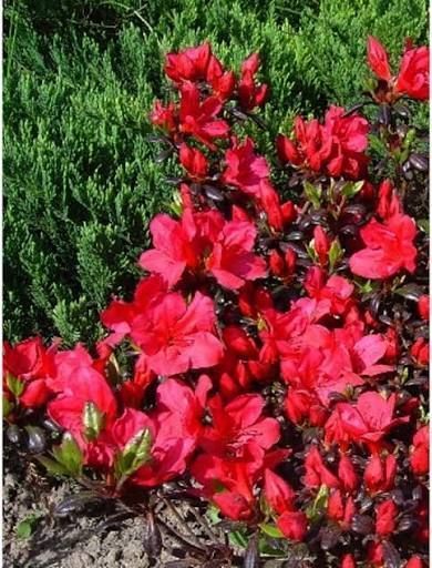 Азалія японська вічнозелена "Торнелла" AZALEA JAPONICA 'TORNELLA' глечик 1,5 л Рожевий 872 фото