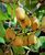 Актинидия (Actinidia) 40-45 см Розовый 1170 фото