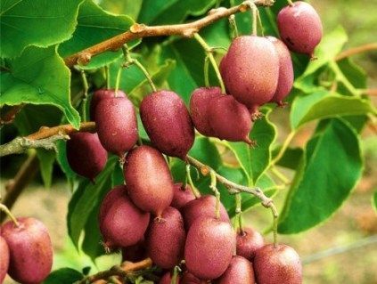 Актинидия (Actinidia) 40-45 см Розовый 1170 фото