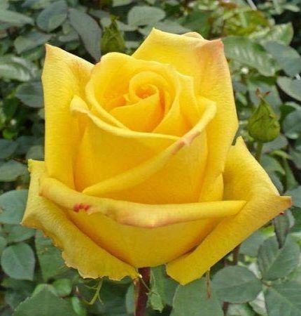 Роза чайно-гибридная 'Мохана' ROSE 'MOHANA' высота 80-150 см Желтый 401 фото