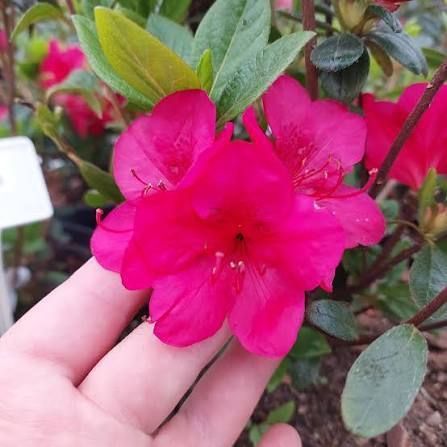 Азалія японська вічнозелена "Торнелла" AZALEA JAPONICA 'TORNELLA' глечик 1,5 л Рожевий 872 фото