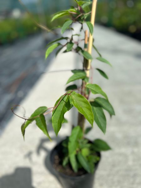 Актинидия (Actinidia) 40-45 см Розовый 1170 фото