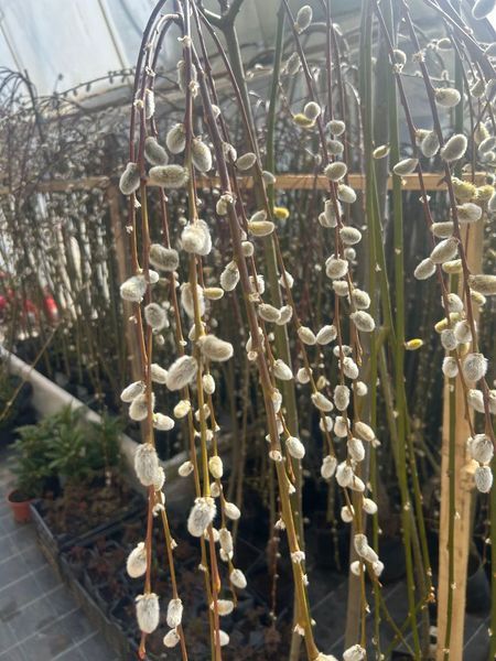 Верба плакуча 'Кілмарнок' SALIX CAPREA "KILMARNOCK" на штамбі, стрижена (сформована) висота 140-160 см, глечик 2 л ЗКС, Золотисто-жовтий 209 фото