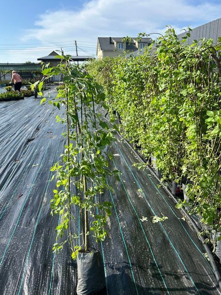 Верба плакуча 'Кілмарнок' SALIX CAPREA "KILMARNOCK" на штамбі, стрижена (сформована) висота 140-160 см, глечик 2 л ЗКС, Золотисто-жовтий 209 фото