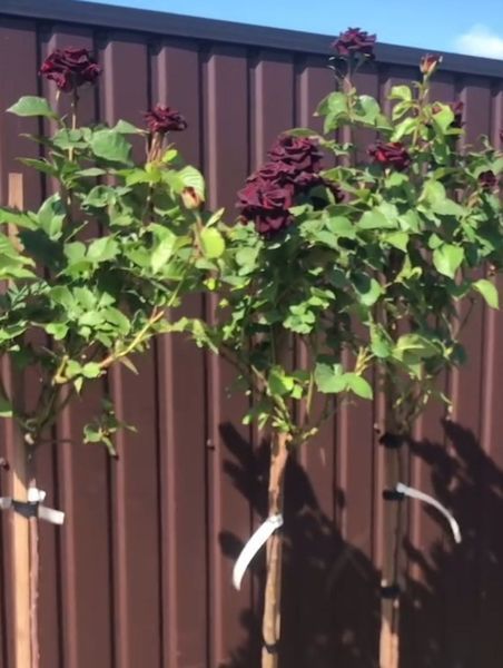 Роза ''Черная королева'' ROSE 'BLACK QUEEN' на штамбе высота 140-160 см. Бордовый 301 фото