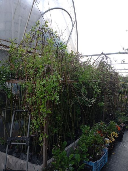 Верба плакуча 'Кілмарнок' SALIX CAPREA "KILMARNOCK" на штамбі, стрижена (сформована) висота 140-160 см, глечик 2 л ЗКС, Золотисто-жовтий 209 фото