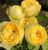 Махрова Англійська плетиста троянда ''Лемон Помпон'' ROSE 'LEMON POMPON' Жовтий 500 фото