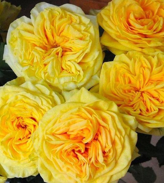 Махрова Англійська плетиста троянда ''Лемон Помпон'' ROSE 'LEMON POMPON' Жовтий 500 фото