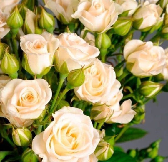 Мелкоцветковая, спрей роза ''Крем'' ROSE 'CREAM' высота от 100 до 120 см Кремовый 451 фото