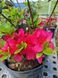 Азалія японська вічнозелена "Торнелла" AZALEA JAPONICA 'TORNELLA' глечик 1,5 л Рожевий 872 фото 1