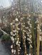 Верба плакуча 'Кілмарнок' SALIX CAPREA "KILMARNOCK" на штамбі, стрижена (сформована) висота 140-160 см, глечик 2 л ЗКС, Золотисто-жовтий 209 фото 2