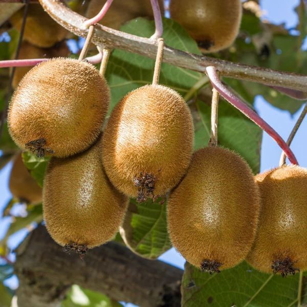 Актинидия (Actinidia) 40-45 см Розовый 1170 фото