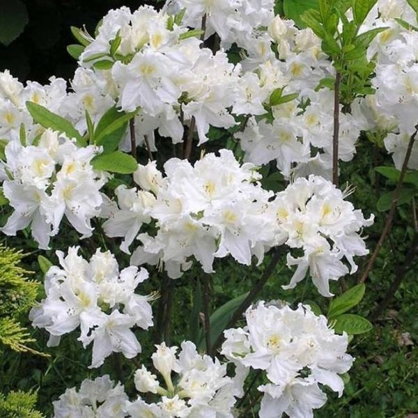 Азалія листопадна "Оксідол" AZALEA 'OXYDOL' глечик 4 л Білий 772 фото