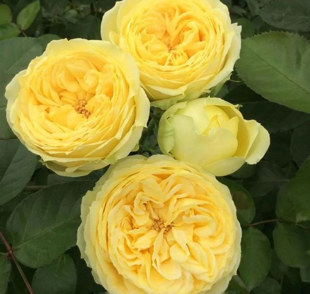Махрова Англійська плетиста троянда ''Лемон Помпон'' ROSE 'LEMON POMPON' Жовтий 500 фото