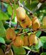 Актинидия (Actinidia) 40-45 см Розовый 1170 фото 1