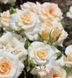 Мелкоцветковая, спрей роза ''Крем'' ROSE 'CREAM' высота от 100 до 120 см Кремовый 451 фото 3