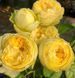 Махрова Англійська плетиста троянда ''Лемон Помпон'' ROSE 'LEMON POMPON' Жовтий 500 фото 1