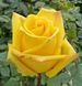 Роза чайно-гибридная 'Мохана' ROSE 'MOHANA' высота 80-150 см Желтый 401 фото 2