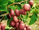 Актинидия (Actinidia) 40-45 см Розовый 1170 фото 2