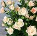 Мелкоцветковая, спрей роза ''Крем'' ROSE 'CREAM' высота от 100 до 120 см Кремовый 451 фото 1