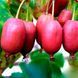 Актинидия (Actinidia) 40-45 см Розовый 1170 фото 4