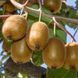 Актинидия (Actinidia) 40-45 см Розовый 1170 фото 3