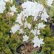 Азалія листопадна "Оксідол" AZALEA 'OXYDOL' глечик 4 л Білий 772 фото 4