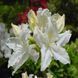 Азалія листопадна "Оксідол" AZALEA 'OXYDOL' глечик 4 л Білий 772 фото 1