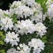 Азалія листопадна "Оксідол" AZALEA 'OXYDOL' глечик 4 л Білий 772 фото 3