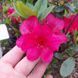 Азалія японська вічнозелена "Торнелла" AZALEA JAPONICA 'TORNELLA' глечик 1,5 л Рожевий 872 фото 5