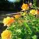 Роза чайно-гибридная 'Мохана' ROSE 'MOHANA' высота 80-150 см Желтый 401 фото 3