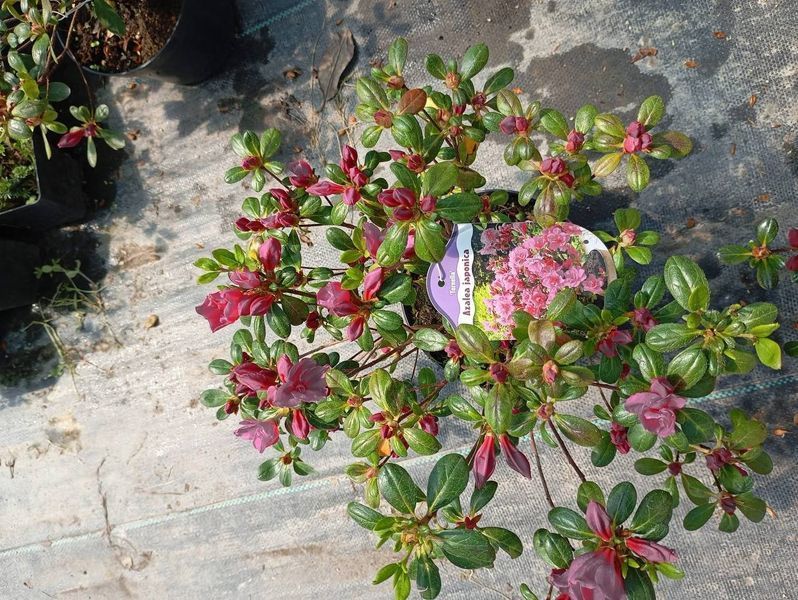 Азалія японська вічнозелена "Торнелла" AZALEA JAPONICA 'TORNELLA' глечик 1,5 л Рожевий 872 фото