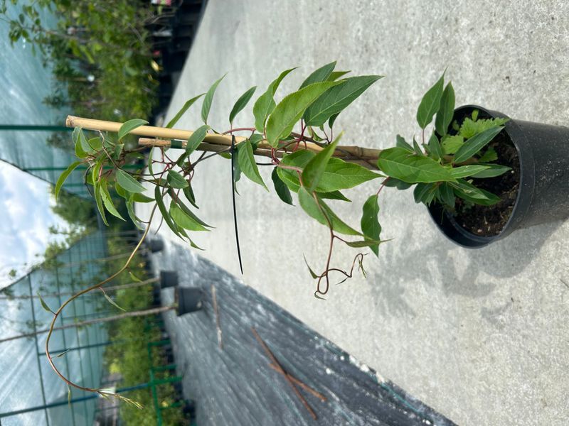 Актинидия (Actinidia) 40-45 см Розовый 1170 фото