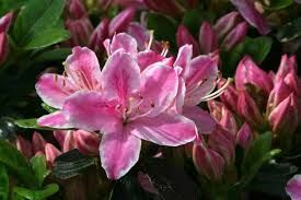Азалия японская вечнозеленая "Кермезина Роуз" AZALEA JAPONICA 'KERMESINA ROSE' кувшин 3 л Розовый 1121 фото