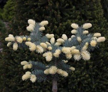 Ель белобокая PICEA PUNGENS 'BIALOBOK' на штамбе, кувшин 3-7 л ЗКС, высота 60 см, Зеленый 169 фото