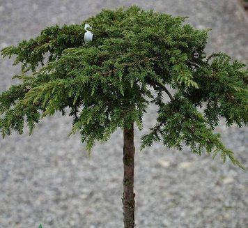 Ялівець на штамбі 'Грін Карпет' JUNIPERUS "GREEN CARPET" висота 120 см Зелений 537 фото