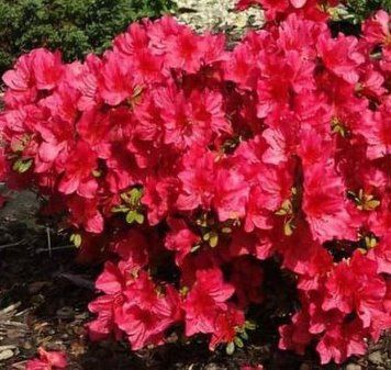 Азалия японская вечнозеленая "Арабеска" AZALEA JAPONICA 'ARABESKA' кувшин 3 л Красный 126 фото
