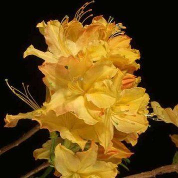 Азалія листопадна "Голден Лайтс" AZALEA 'GOLDEN LIGHTS' глечик 4 л Золотисто-жовтий 773 фото